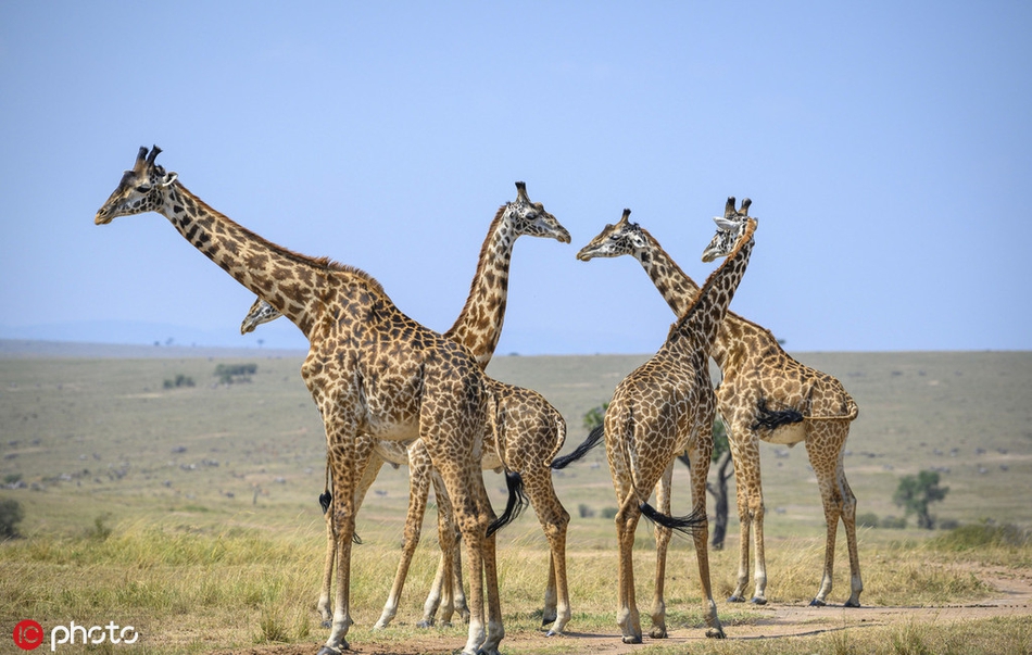 长颈鹿一家"交颈"拥抱 因脖子太长场面一度有些尴尬!