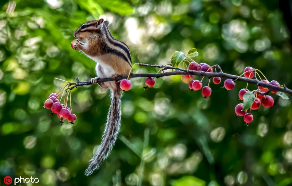 黑龙江大庆森林公园花栗鼠吃干果 姿态萌萌哒令人喜爱