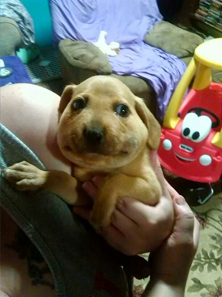 愚人节晒晒小动物的犯傻表情这是用生命在搞笑