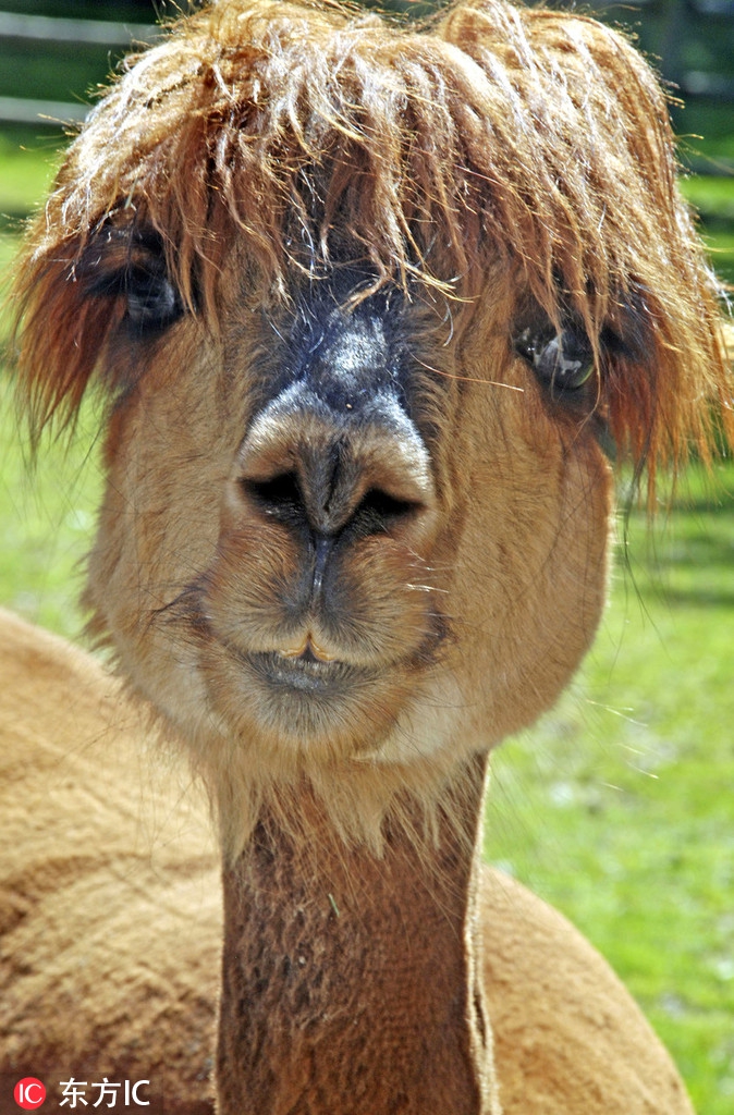 ";羽冠冲天的"爆炸头"鸡;顶着莫西干发型酷似jedward组合的镜冠秋沙鸭