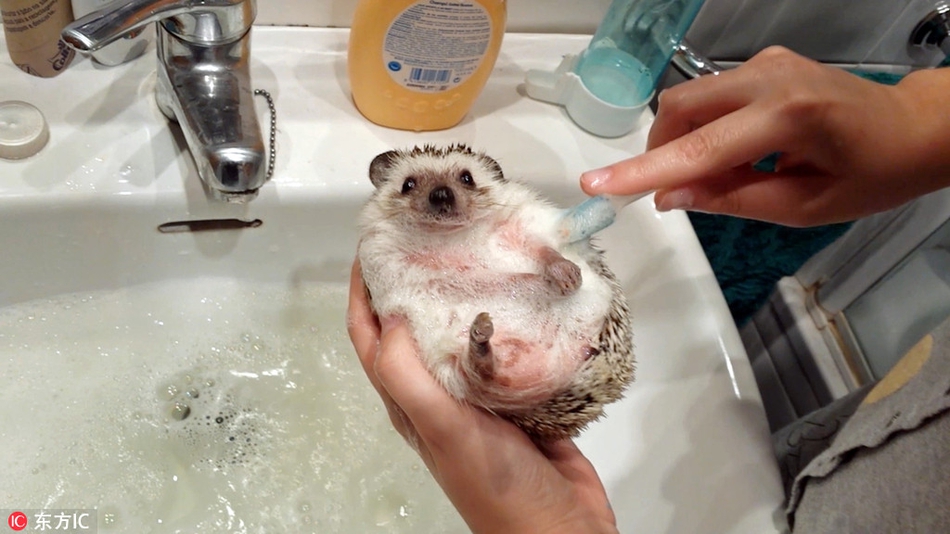 围观小动物洗澡澡 揉揉搓搓我们都是爱干净的宝宝