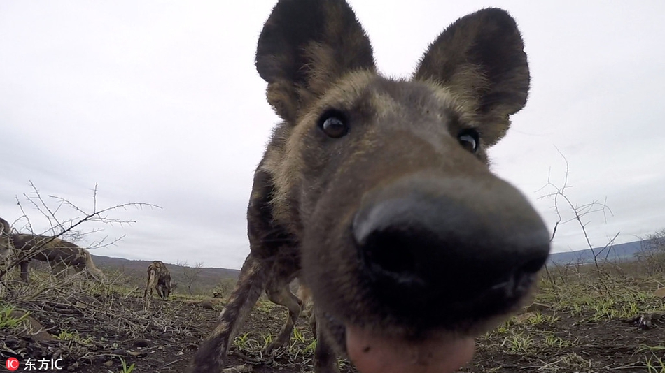 南非野狗组团玩自拍大鼻孔c位抢镜