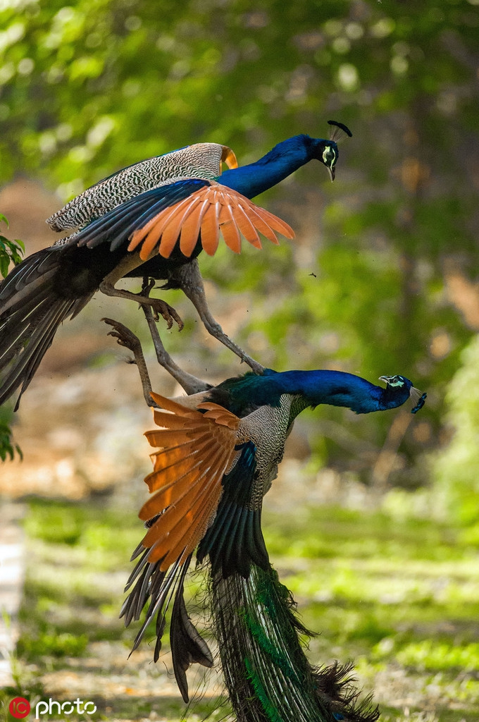 印度俩孔雀为争夺交配权恶战长得美连打架都带仙气
