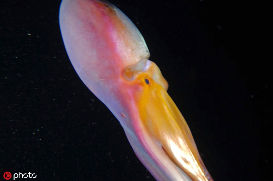 罕见变色章鱼形如海洋"飞毯" :身体变换彩虹般缤纷色彩_高清图集_新浪