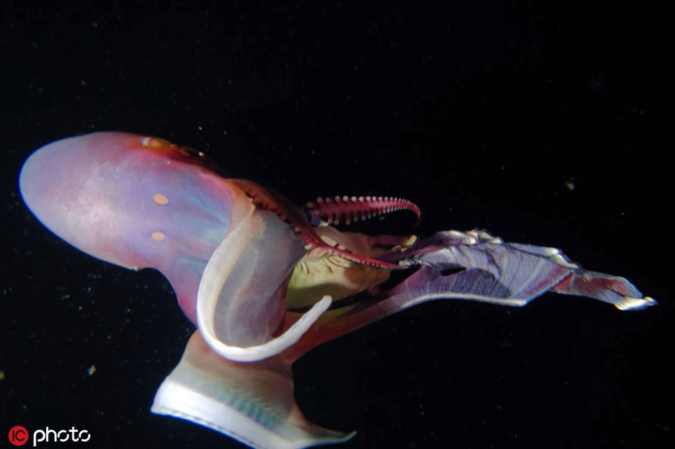 罕见变色章鱼形如海洋"飞毯" :身体变换彩虹般缤纷色彩_高清图集_新浪