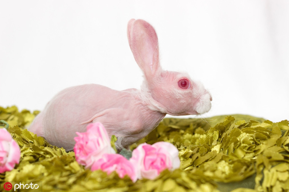 巨大粉红兔图片