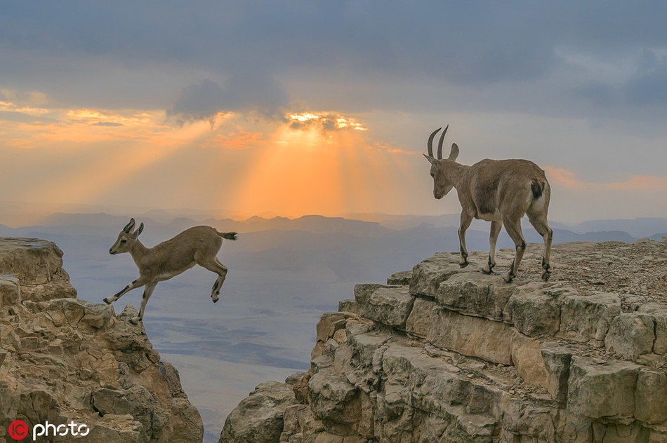 美轮美奂夕阳下沙漠里山羊在山谷间跳跃