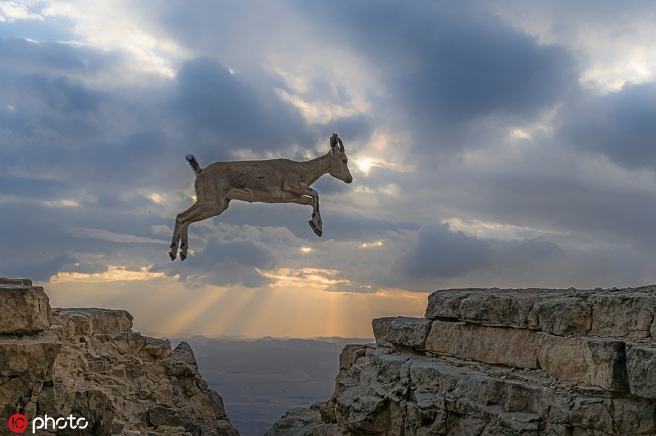 美轮美奂夕阳下沙漠里山羊在山谷间跳跃