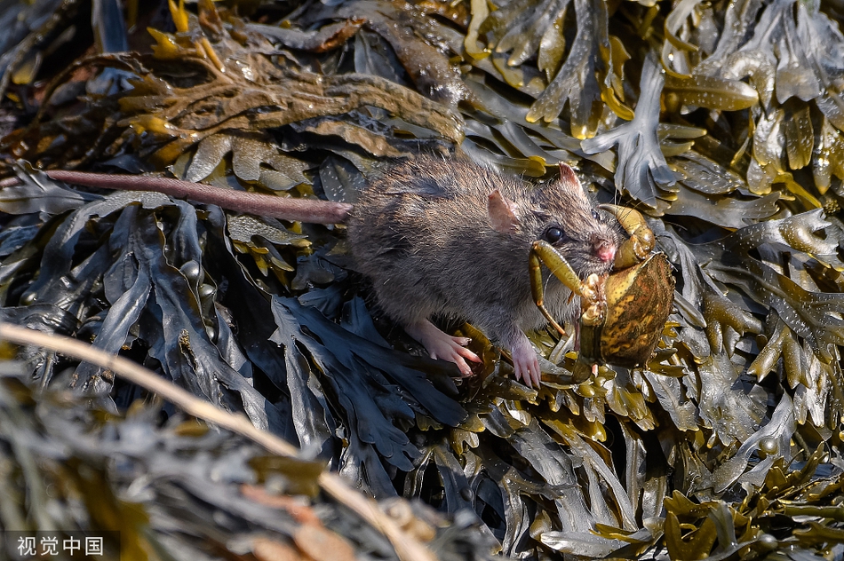小老鼠"自食其力"吃海鲜 钻进岩石缝里捉螃蟹