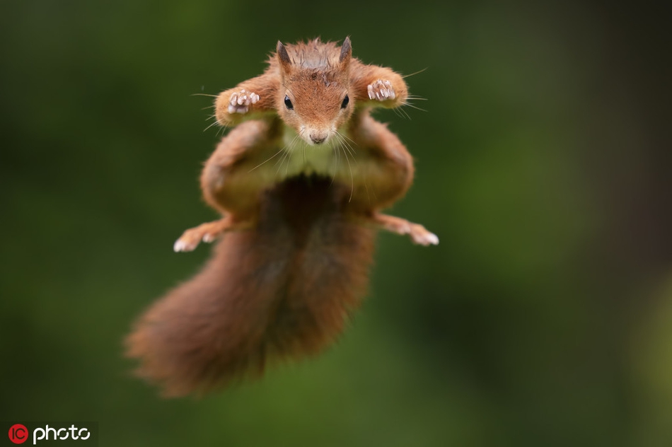 红松鼠腾空飞跃瞬间 纵身猛冲犹如耍杂技