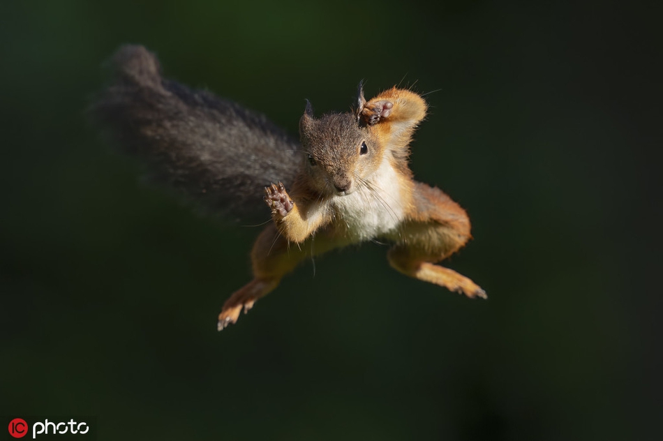 红松鼠腾空飞跃瞬间 纵身猛冲犹如耍杂技