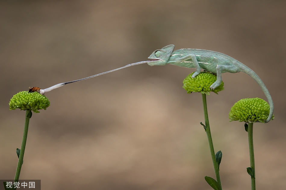 迷你变色龙伸长舌头捕食昆虫 用尾巴当"钩子"保持平衡_高清图集_新浪