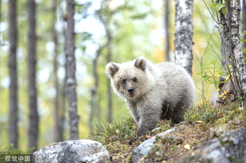 "北极熊"投错胎?芬兰发现罕见纯白色欧洲棕熊幼崽