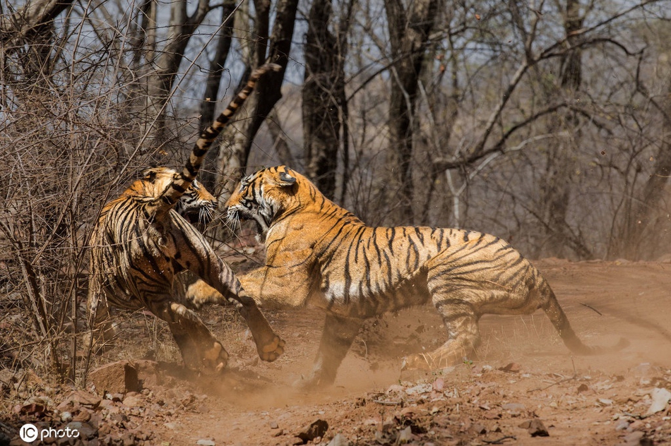 老虎妈妈与女儿为争夺领地"大打出手"