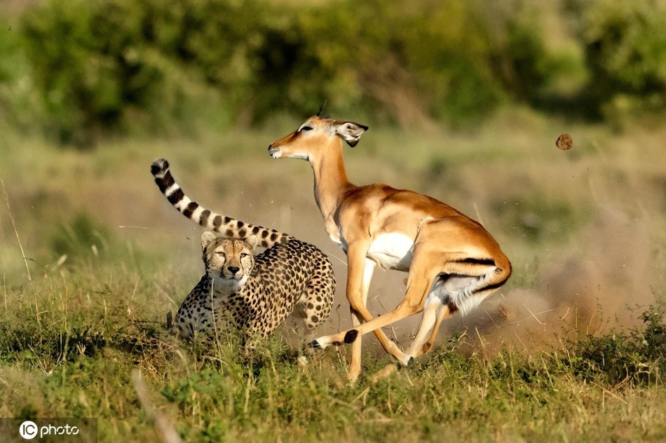 猎豹追击捕食黑斑羚 死死咬住脖子不松口