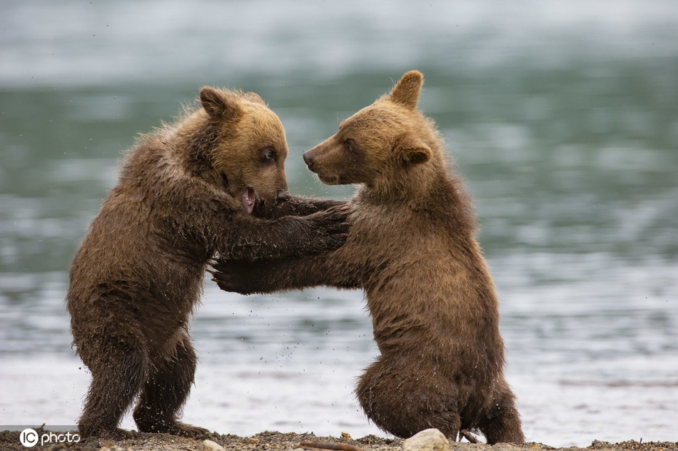 打是亲骂是爱!熊宝宝湖边玩耍打闹萌趣可爱