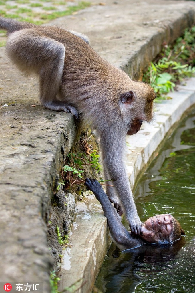 晒晒那些助人为乐的热心肠小动物
