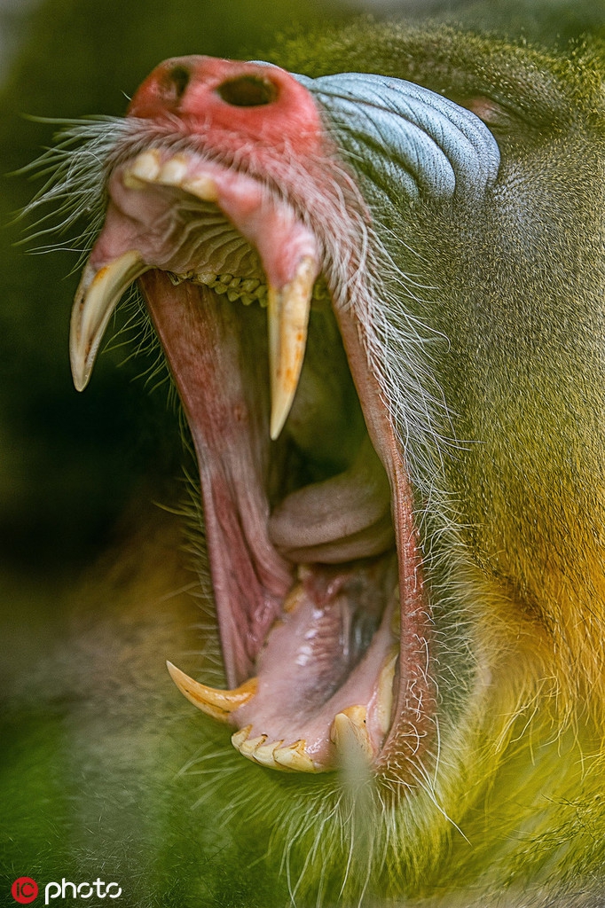 山魈"崩溃"五连拍 状态到位活生生表情包