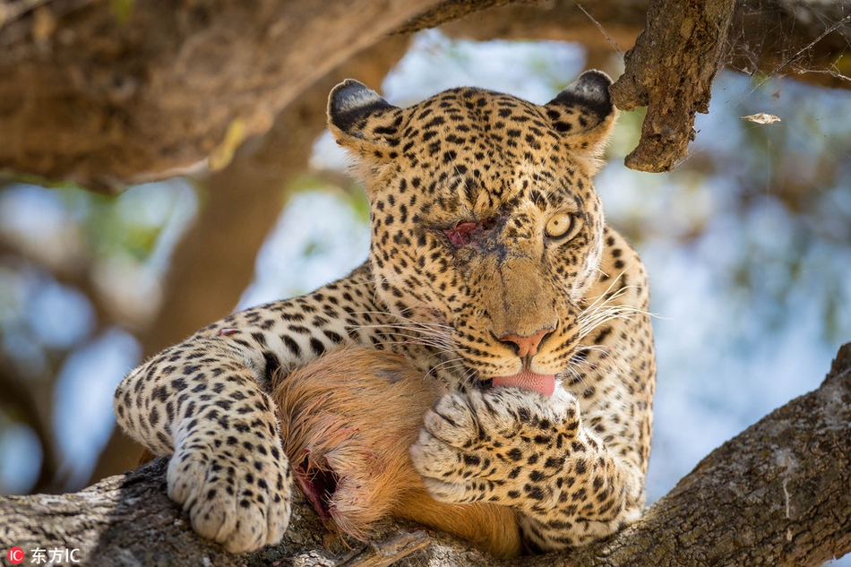 坦桑尼亚独眼花豹酷似"刀疤"