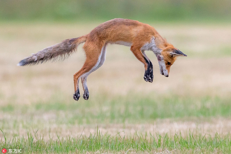 瑞典狐狸捕食表演"倒栽葱" 一口叼出3只田鼠
