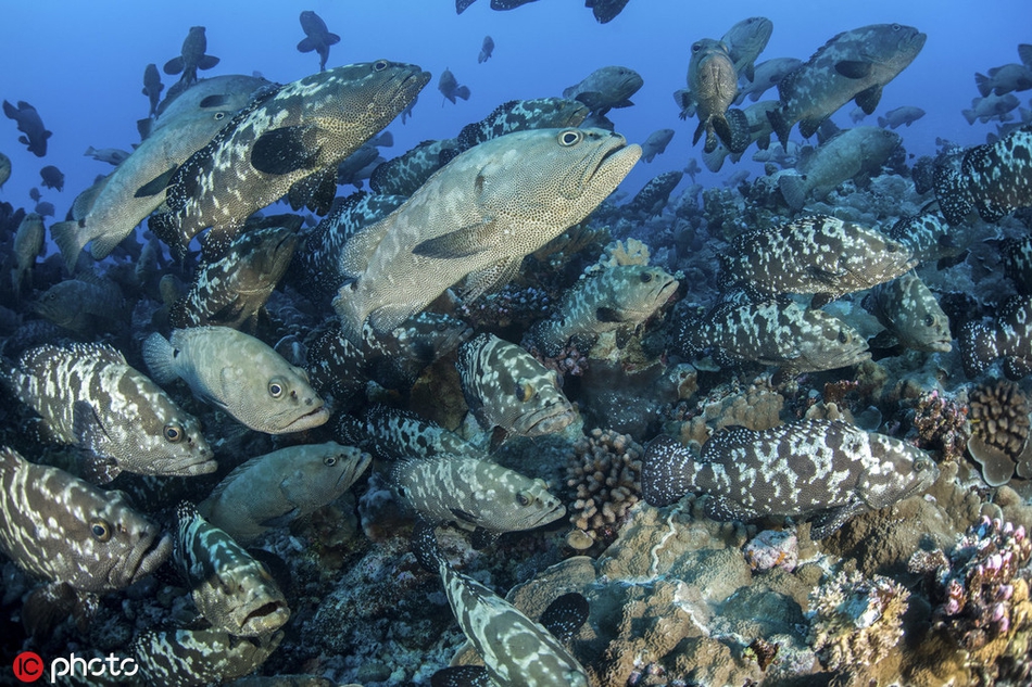 数百头鲨鱼扎推捕食石斑鱼群 吃到爽翻天