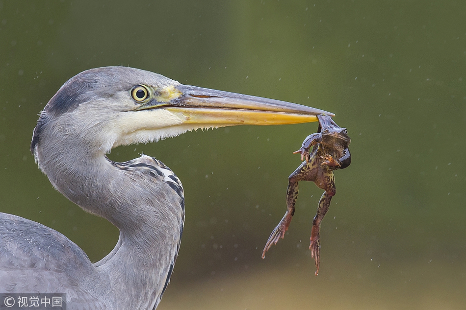 出其不意!挪威一苍鹫伺机捕食青蛙 角度精准一招制胜_高清图集_新浪网