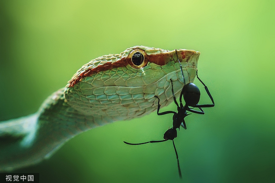 嚣张!蚂蚁爬毒蛇头上"动土" 对方却无可奈何_高清图集_新浪网