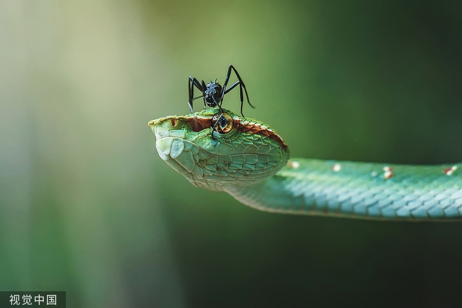 嚣张!蚂蚁爬毒蛇头上"动土" 对方却无可奈何