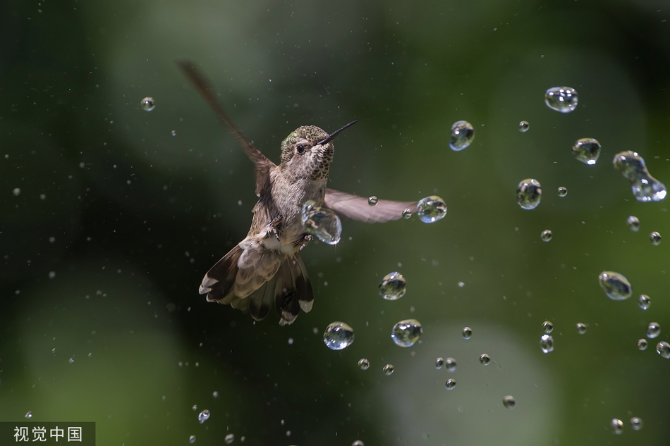 蜂鸟找到完美避暑圣地洒水器下冲凉玩耍超惬意