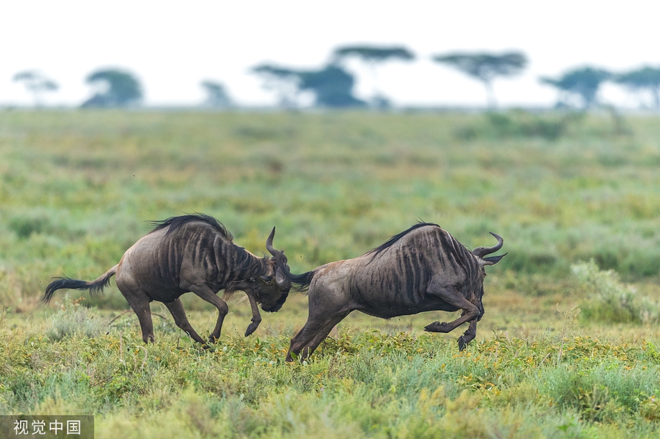 坦桑尼亚草原角马疯狂争斗 上演狂野"剪刀踢"