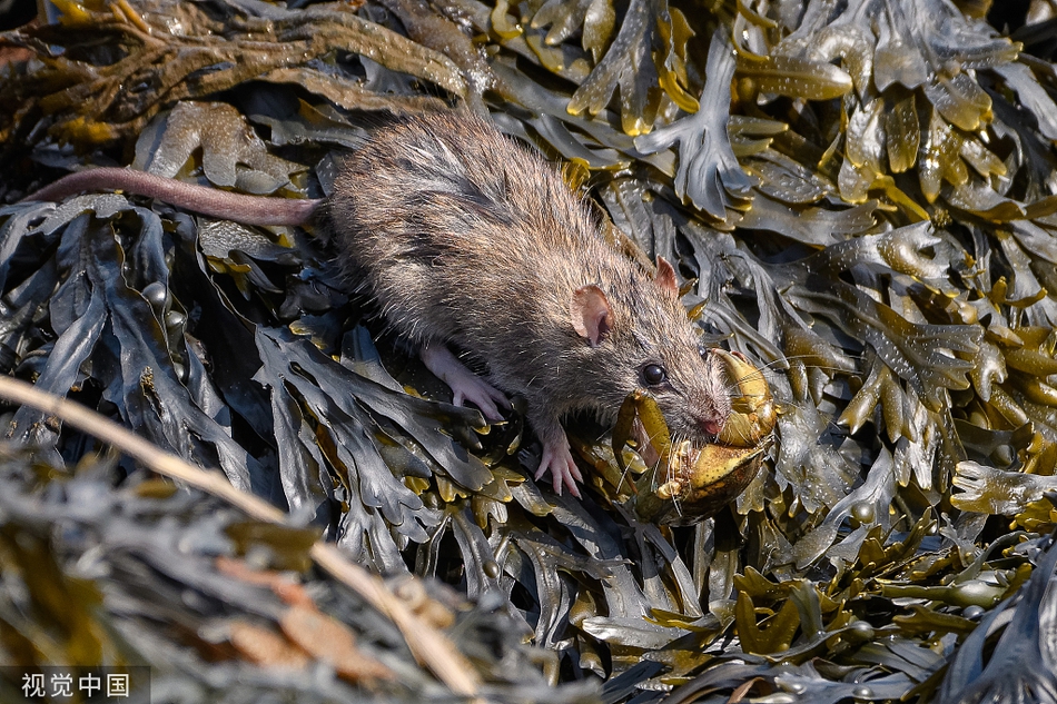 小老鼠"自食其力"吃海鲜 钻进岩石缝里捉螃蟹