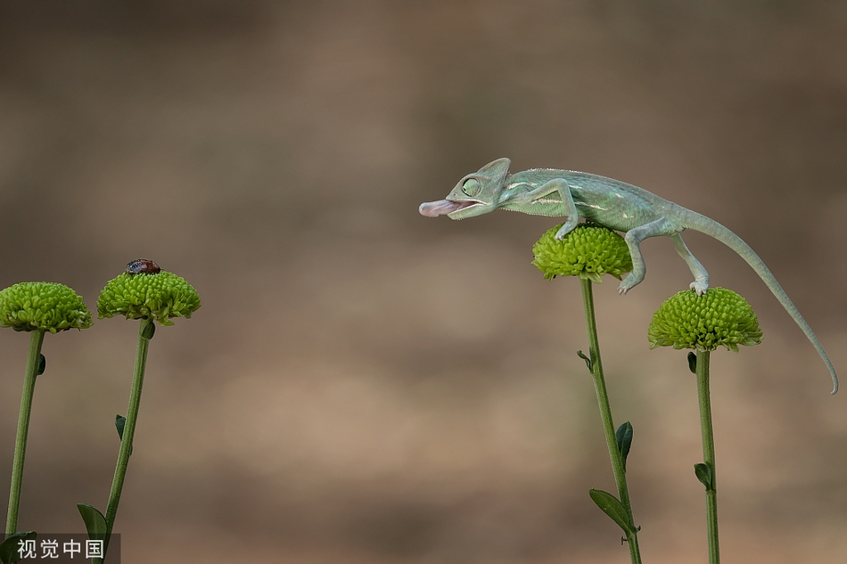 迷你变色龙伸长舌头捕食昆虫 用尾巴当"钩子"保持平衡