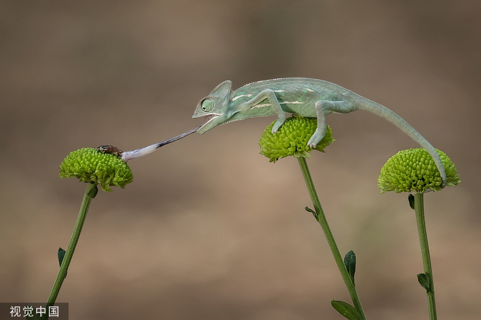 迷你变色龙伸长舌头捕食昆虫 用尾巴当"钩子"保持平衡