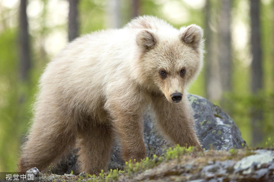 "北极熊"投错胎?芬兰发现罕见纯白色欧洲棕熊幼崽