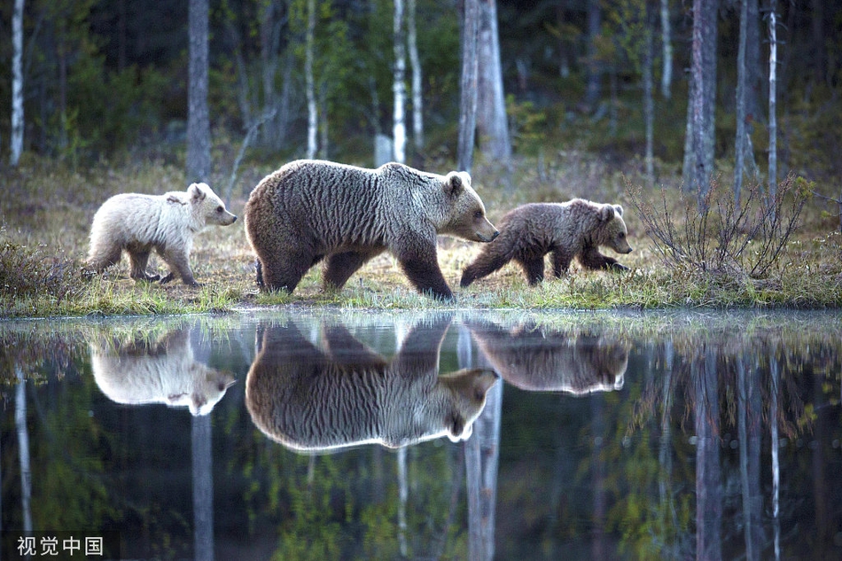 "北极熊"投错胎?芬兰发现罕见纯白色欧洲棕熊幼崽