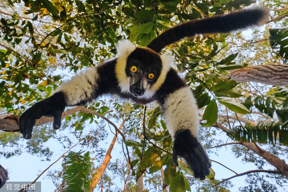 身手不凡!马达加斯加狐猴"从天而降"跟摄影师抢相机