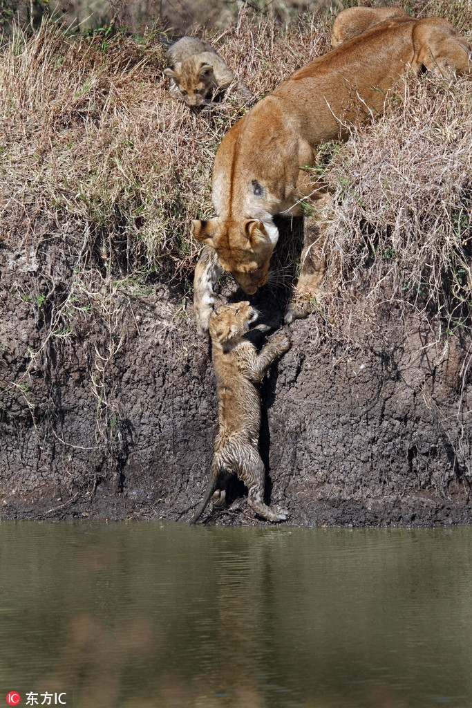 为母则强动物界的超人妈妈为护幼崽殊死搏斗