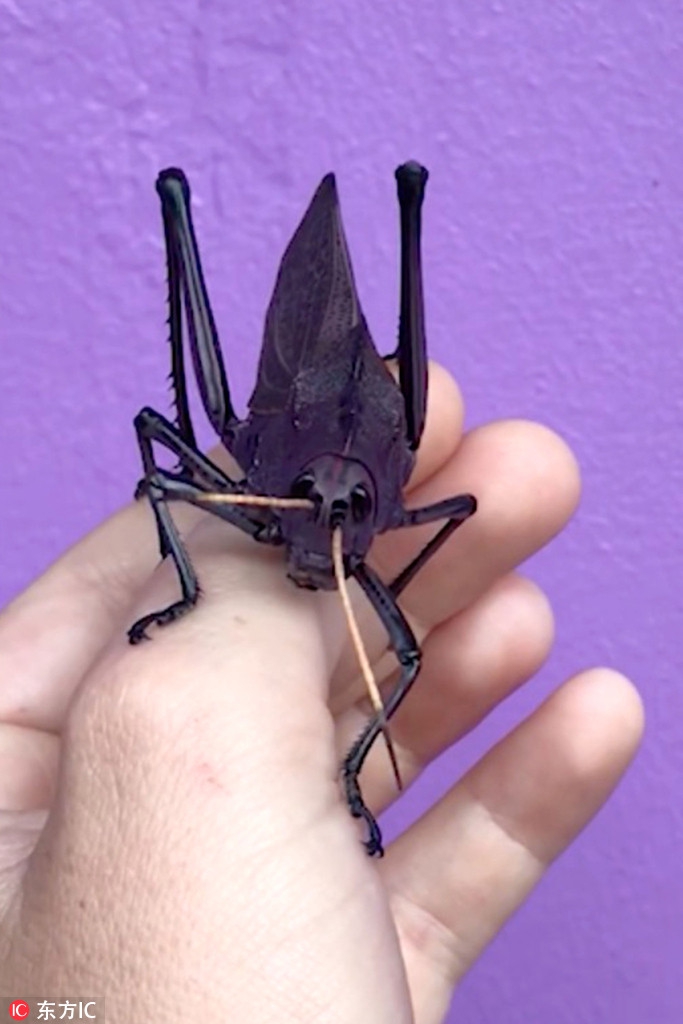 罕见!哥斯达黎加女子发现紫色蚱蜢
