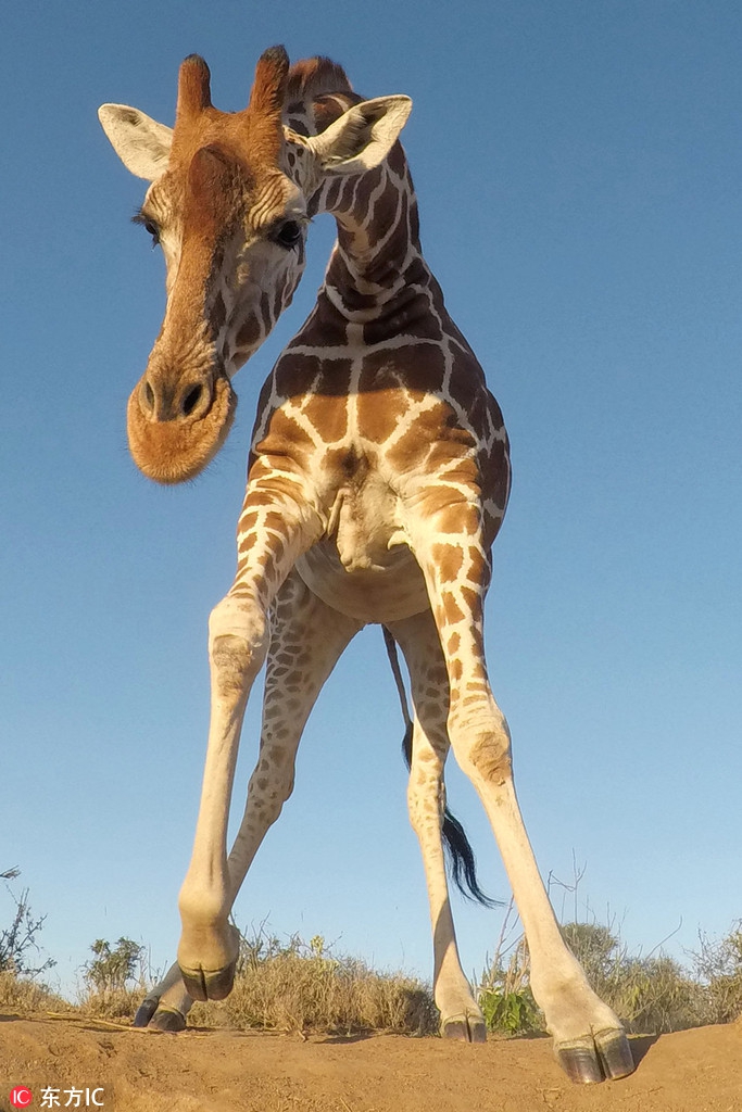 仰拍肯尼亚长颈鹿仿佛巨兽!大长腿无死角!