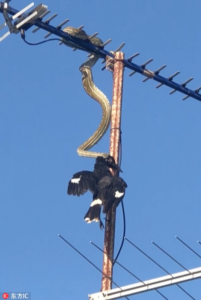 死神从天而降实拍狡猾大蟒蛇捕食噪钟鹊