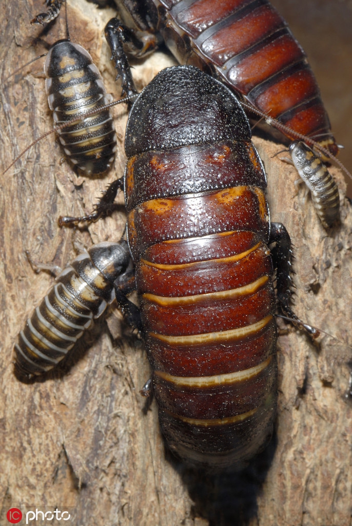 打不死的"小强"!