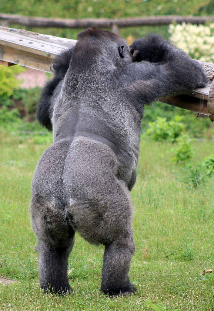 12 08:05:58 1 / 3 比利时天堂动物园(pairi daiza)里,16岁的大猩猩wa