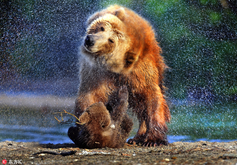 围观小动物洗澡澡 揉揉搓搓我们都是爱干净的宝宝