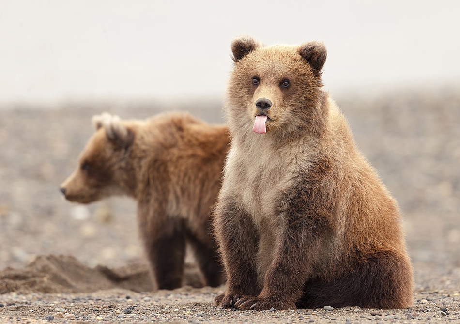 小动物调皮吐舌做出搞怪表情_高清图集_新浪网