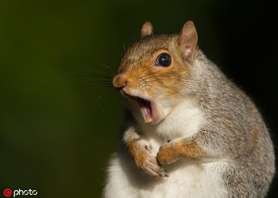 万圣节小动物也"见鬼":表情夸张吓死宝宝啦!
