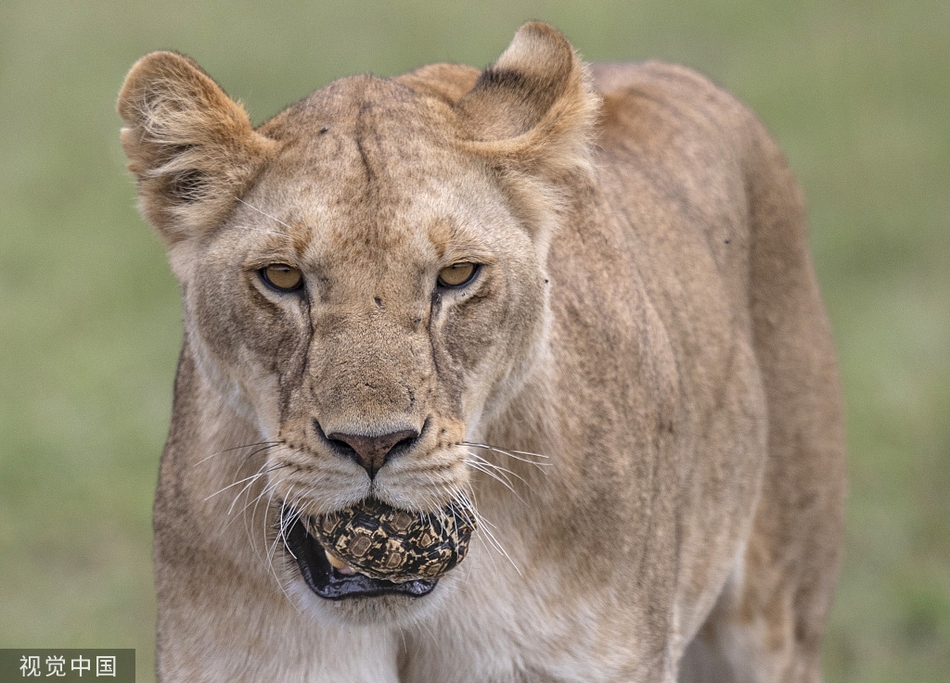 肯尼亚一母狮把乌龟当玩具 "玩腻"后放其一条生路