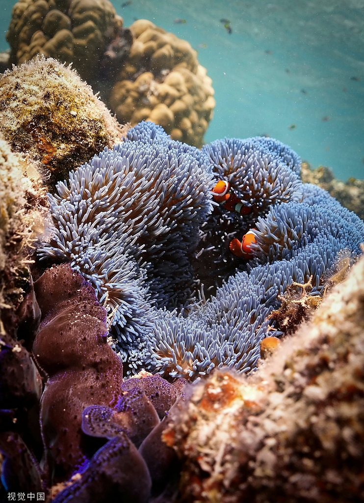 科学家在澳大利亚安装水下扬声器 或助受损的珊瑚恢复活力