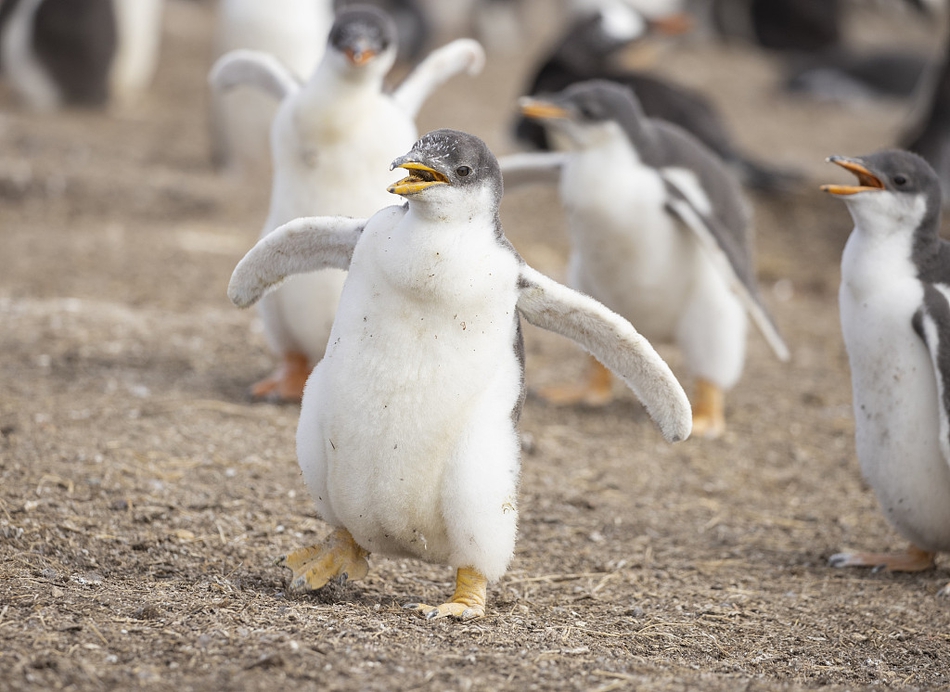 快乐的大脚小企鹅运动四肢宛如翩翩起舞动作笨拙可爱