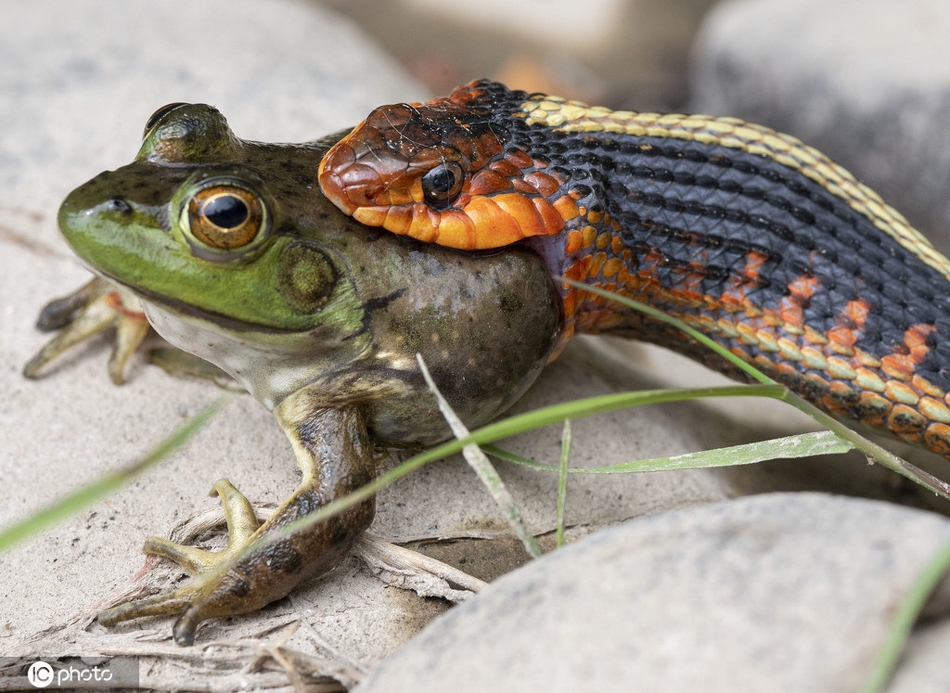 野生小蛇捕食青蛙张大嘴整个吞下