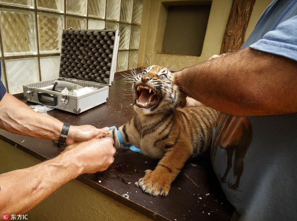 围观小动物看病做检查 惊恐绝望你们要对本宝宝做什么?